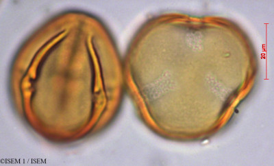 ISEM 1/Diospyros_kaki_29370/Diospyros_kaki_29370_0001(copy)_thumb.jpg